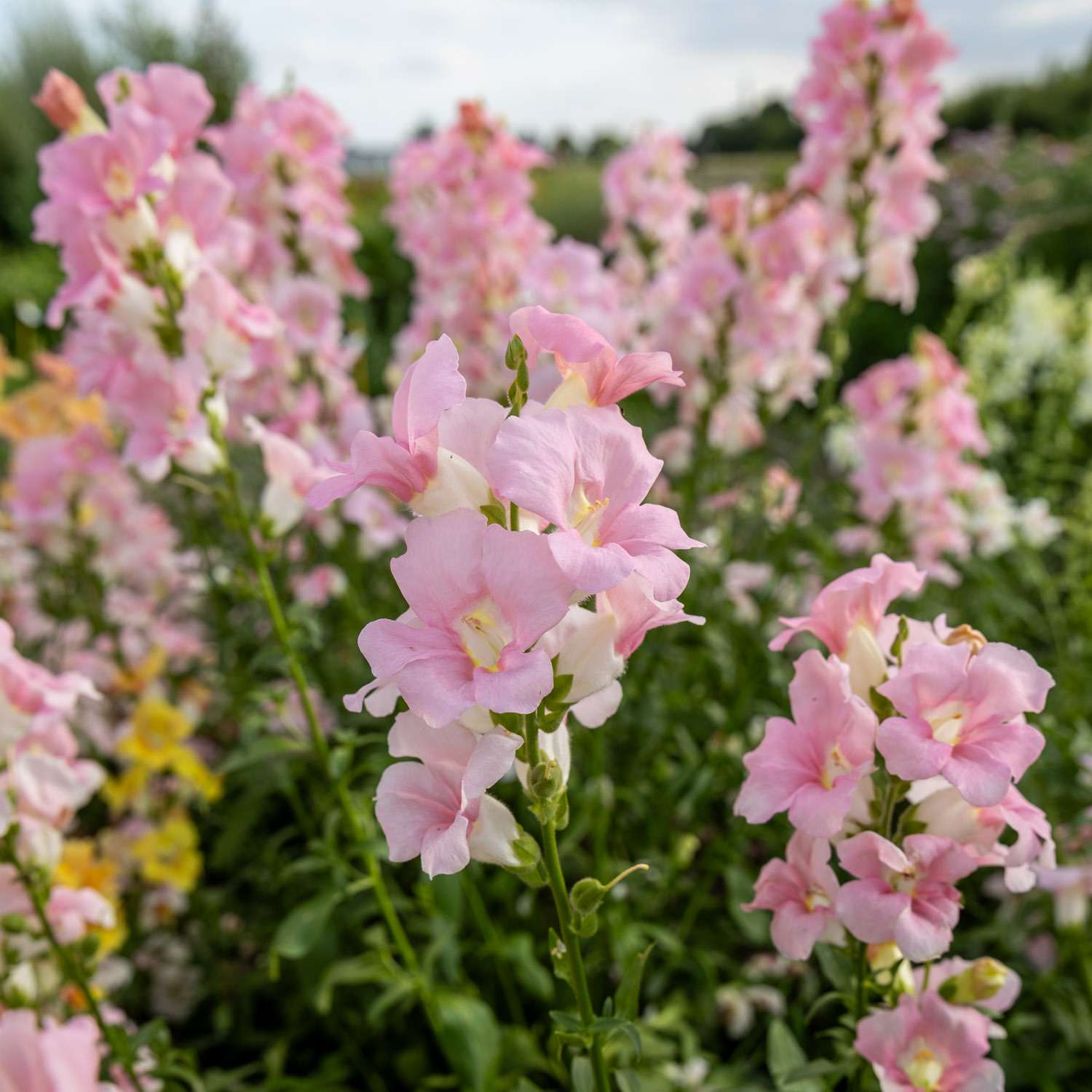 Muflier 'Doubleshot Appleblossom' (graines)